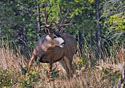 Odocoileus hemionus